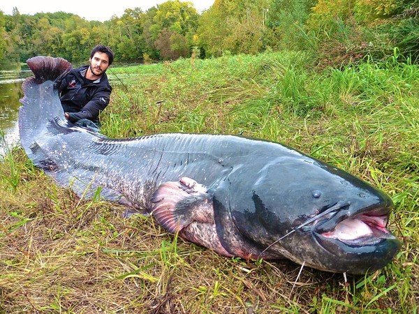 Tay câu chuyên nghiệp bắt được cá da trơn “khủng” nhất thế giới