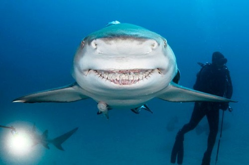 Chú cá mập cười toét miệng trông vô cùng thân thiện.