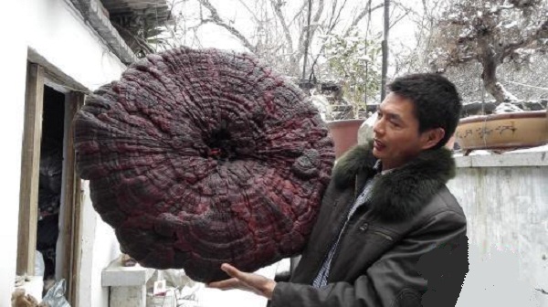 Cây nấm linh chi khổng lồ có đường kính tới 94 cm, nặng 8.6 kg.