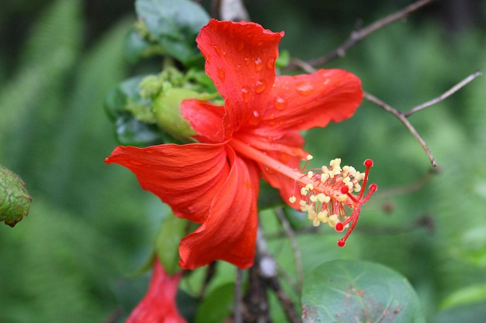 Chiêm ngưỡng 10 loài hoa hiếm gặp và đẹp nhất thế giới - H3