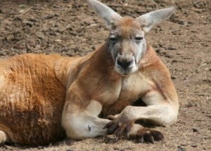 Chân dung Roger - "gã khổng lồ" miền Bắc Australia.