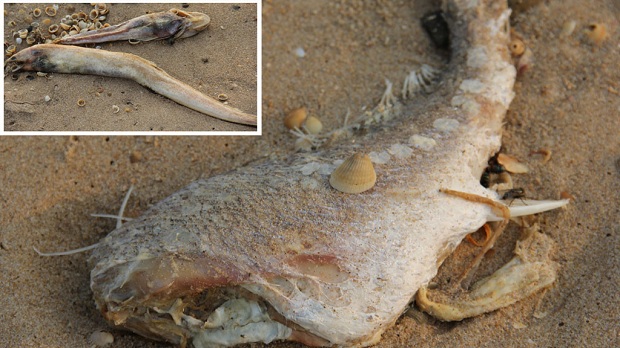 Cá chết bất thườn ở ven biền miền Trung được cho là do tảo đỏ hoặc chất xả thải của con người. (Ảnh: Internet)