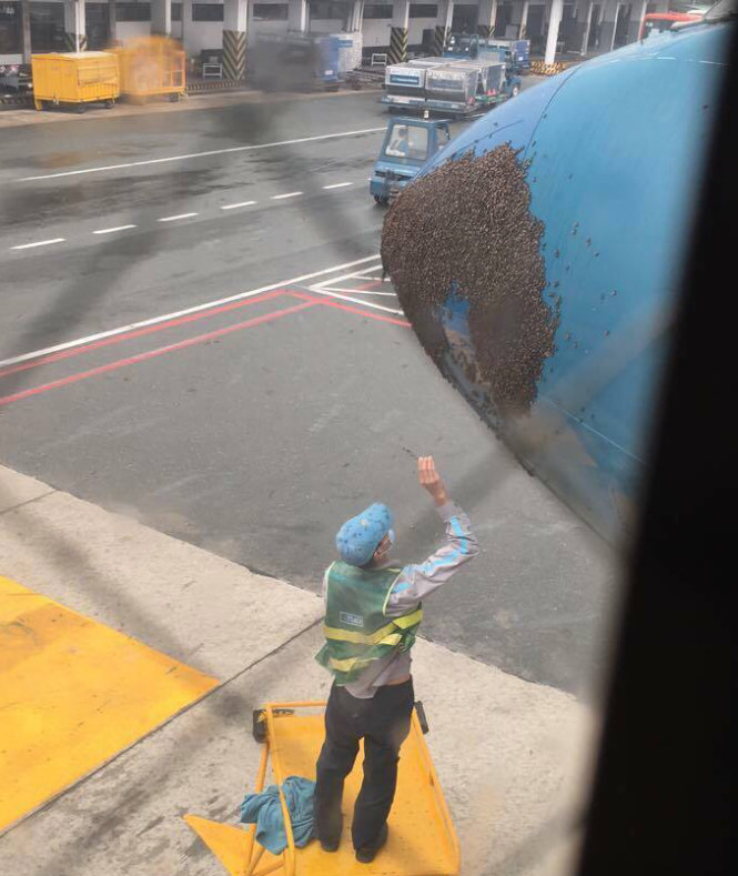 Nhân viên sân bay đuổi đàn ong đang đậu trên mũi máy bay.