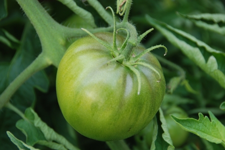Cà chua xanh có chứa độc tố, có thể gây ngộ độc, đặc biệt khi ăn sống