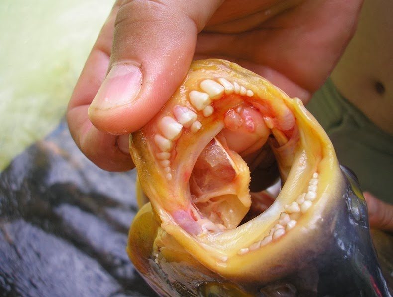 Cá pacu cũng có cở thích ăn tinh hoàn của đàn ông.