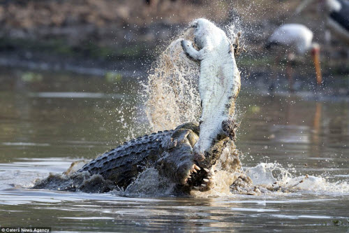 Nhiếp ảnh gia Jens Cullman đã ghi lại cảnh tượng cá sấu khổng lồ xé xác và ăn thịt đồng loại trong vườn quốc gia Mana, Zimbabwe.