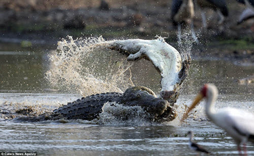 Nhiếp ảnh gia đến từ Đức cho biết khi đang ông ngồi cạnh hồ nước với chiếc máy ảnh trên tay, thì một con cá sấu khổng lồ bất ngờ lao khỏi mặt nước với một đồng loại nhỏ hơn trong miệng. 