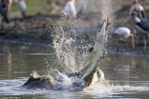 Cá sấu khổng lồ ngậm chặt đuôi nạn nhân trước khi khi đập mạnh nó xuống nước như đồ chơi.