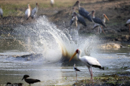 Con cá sấu nhỏ bị đập mạnh xuống mặt hồ khiến nước bắn lên tung tóe, trong khi rất nhiều chim đang kiếm ăn quanh hồ.
