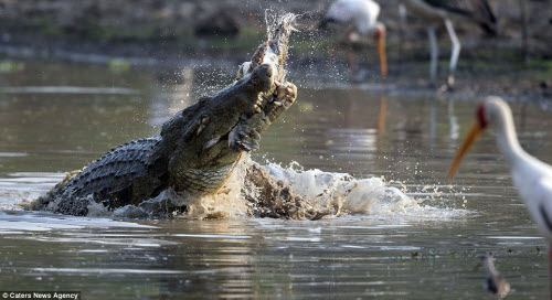 Khi con cá sấu khổng lồ trở lại mặt nước, đối thủ của nó dường như đã chết sau cú đập mạnh.