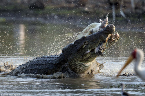 Con cá sấu quái vật tiếp tục quăng quật đồng loài thêm vài lần nữa để chắc chắn nó chết hẳn trước khi ăn thịt con mồi.