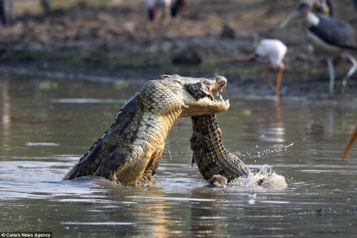 Sau đó, con cá sấu khổng lồ tha xác đồng loại tới một vùng nước vắng vẻ để ăn thịt con mồi.