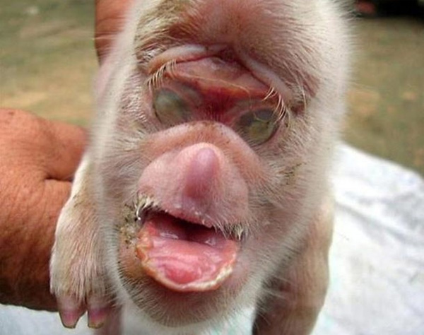 Chú lợn mặt khỉ từng xuất hiện tại Trung Quốc năm 2008