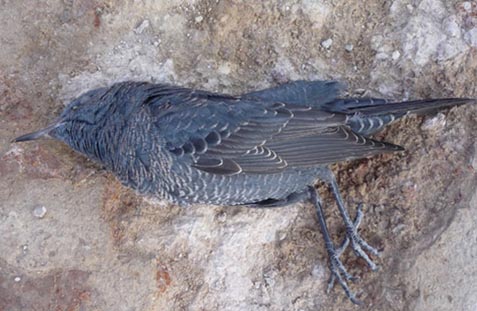 Chú chim nhỏ này là một trong những nạn nhân hiện đại của Cổng Địa Ngục, bị giết chết ngay khi vừa được thả vào bên trong công trình cổ đại đáng sợ này. 