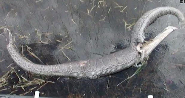 Con trăn khổng lồ nổ tung bụng sau khi nuốt cá sấu. 