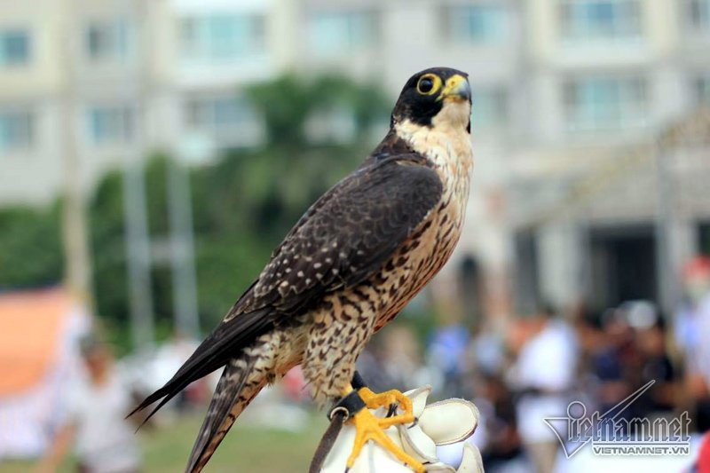 Chim càng có dáng vẻ oai phong, hùng dũng, biết nghe theo hiệu lệnh càng được định giá cao. Trong đó những con đại bàng trống thường đắt, quý và được chuộng hơn đại bàng mái. (Ảnh Vietnamnet)