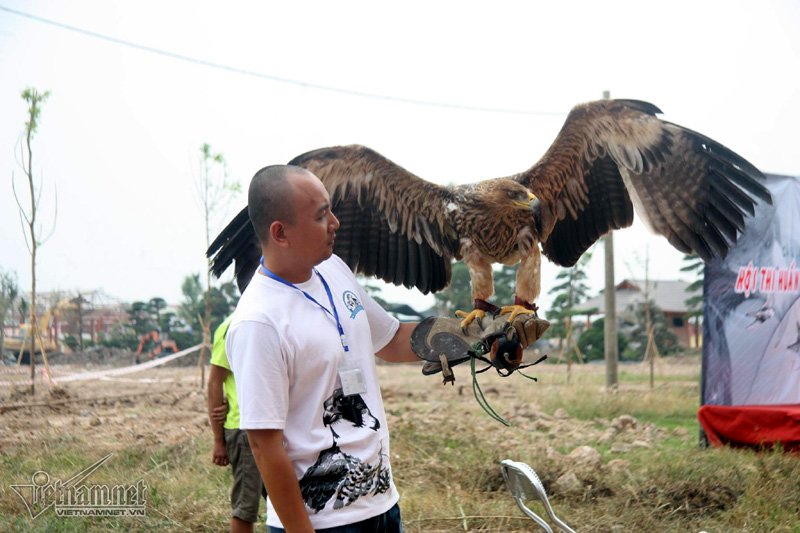 Falconner (người huấn luyện chim) dành nhiều tâm huyết cho chim cưng của mình trước cuộc thi. (Ảnh Vietnamnet)