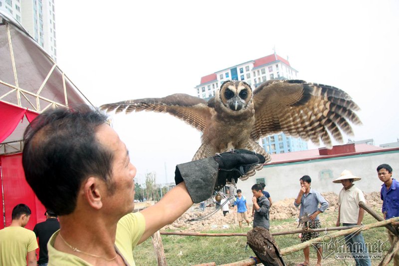 Sở hữu một con chim săn mồi là niềm tự hào của người huấn luyện. Sở hữu một con chim săn mồi là niềm tự hào của người huấn luyện. (Ảnh Vietnamnet)