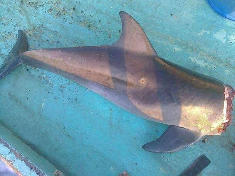 Chú cá heo bị chặt đầu khiến nhiều người bức xúc (Ảnh: Facebook NPQ)