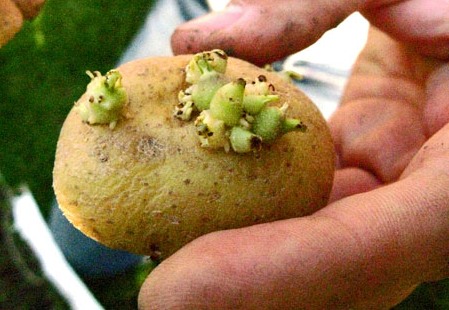 Chất độc trong khoai tây mọc mầm sẽ ảnh hưởng tới dạ dày và kích thích thần kinh