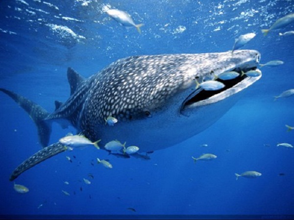 Đây là loài cá mập lớn nhất và cũng là một trong những loài cá hiện còn tồn tại có kích thước lớn nhất trên thế giới.
