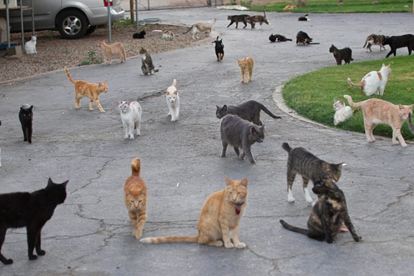 Hàng ngàn con mèo hoang hoặc bị bỏ rơi được người phụ nữ tốt bụng nhận nuôi.
