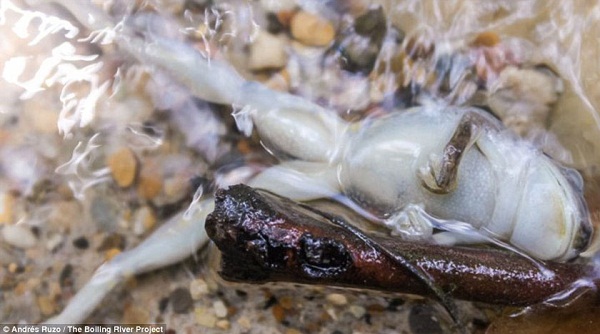 Một con ếch bị bỏng khi tiếp xúc với nước sông.