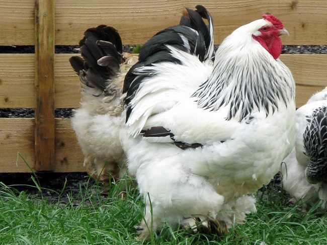 Một con gà Brahma có trọng lượng trưởng thành lên tới 18 kg, toàn thân bao phủ một lớp lông dài mượt, bàn chân có 5 cựa. (Ảnh: Internet) 