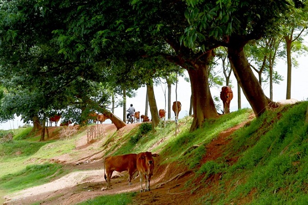 Những chú bò nghỉ ngơi dưới hàng cây rợp mát.