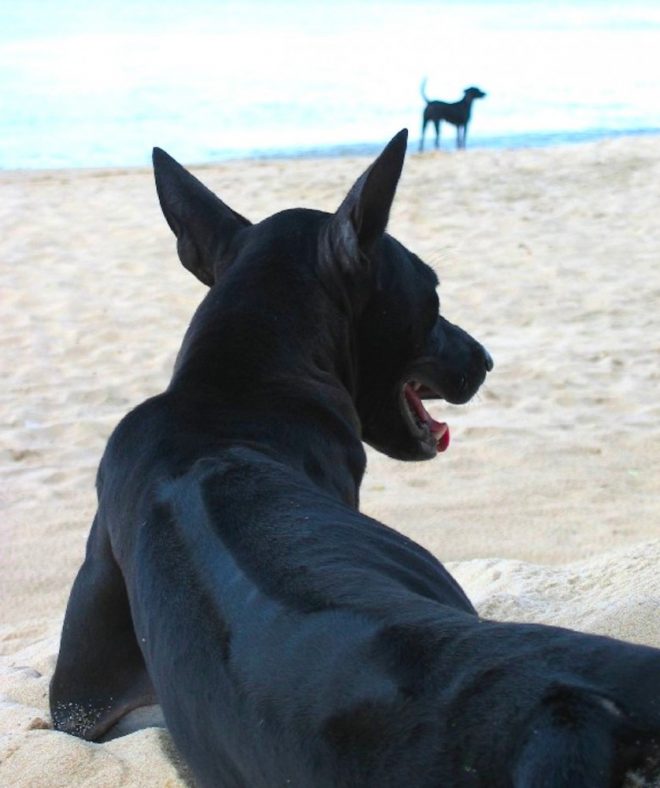 Cần gì "săn" chó ngoại, Việt Nam cũng có loài chó hiếm và đắt nhất thế giới.3