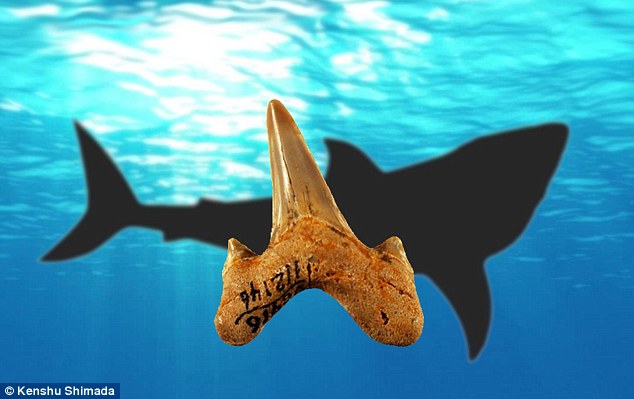 390F87C300000578-0-A_mysterious_species_of_shark_that_lived_20_million_years_ago_an-a-47_1475508693134