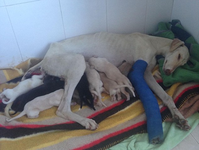 Chó mẹ gãy chân lết hơn 3km tìm người chăm sóc đàn con.1