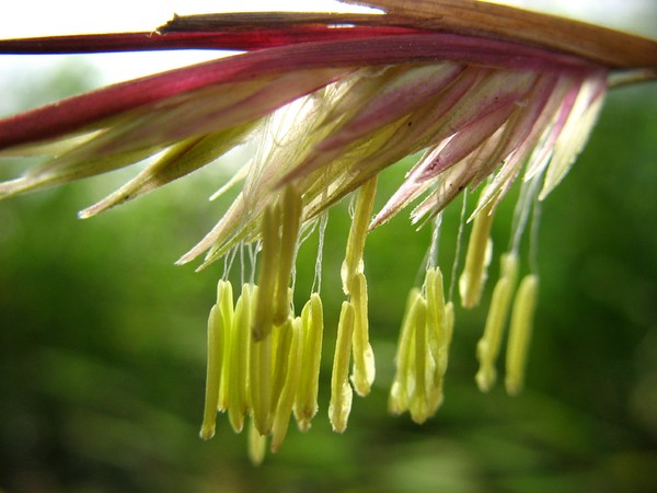 Hoa tre – loài hoa cả đời chỉ có một lần
