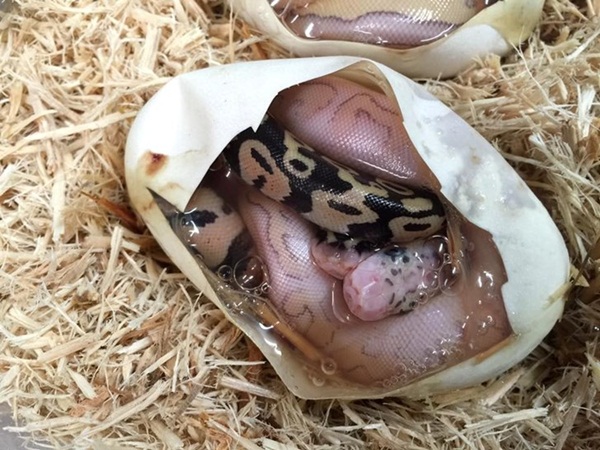 Hoá ra có 2 chú rắn trong cùng một quả trứng.