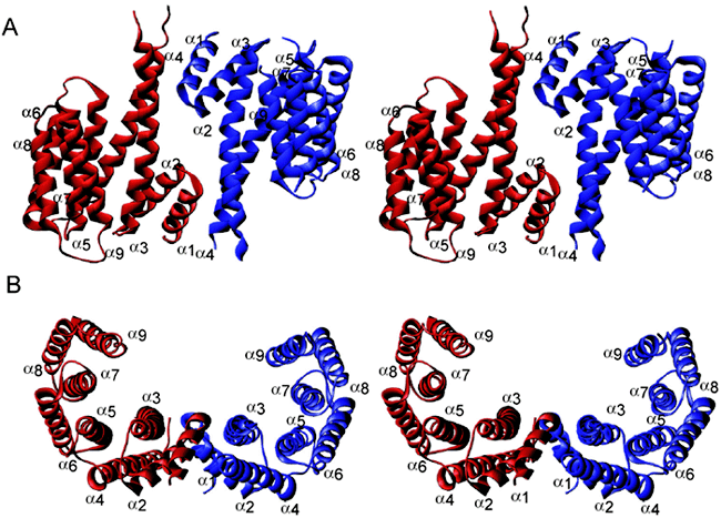 Protein 14-3-3 sigma