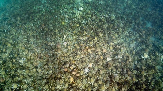 Hàng ngàn con cua nhện khổng lồ "xâm chiếm" biển Úc.