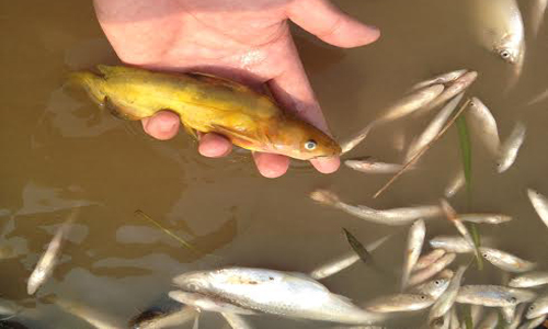 Nhiều loài cá sinh sống trong môi trường tự nhiên trên sông Bưởi tiếp tục chết rất nhiều. 