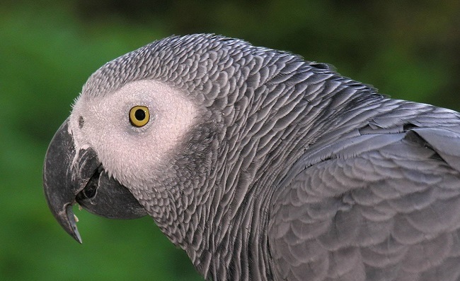 Congo-African-Grey-Parrot (1)