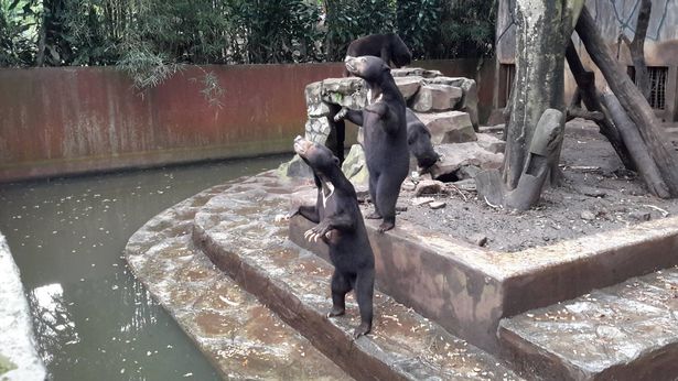 Distressing-video-shows-skeletal-sun-bears-begging-visitors-for-junk-food-while-starving-in-Indonesi (2)