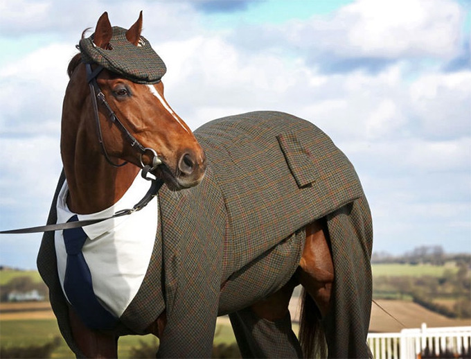 Gentleman-Horse-Gets-a-Tailored-3Piece-Suit-3