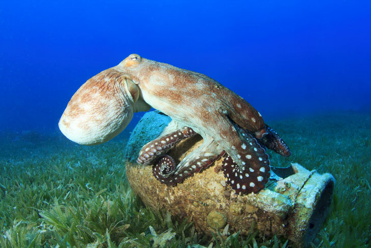 Octopus-on-old-jar