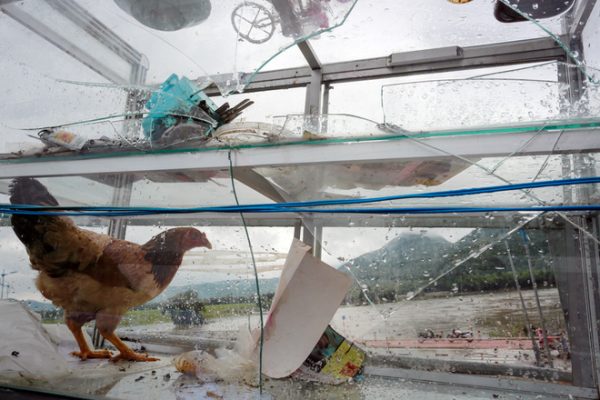 Một con gà được người dân nhốt tạm trong tủ kính để tránh mưa lũ tại thị trấn La Hai, huyện Đồng Xuân. 