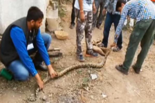 Rescuers-Python-acted-as-mother-to-puppies-trapped-in-well