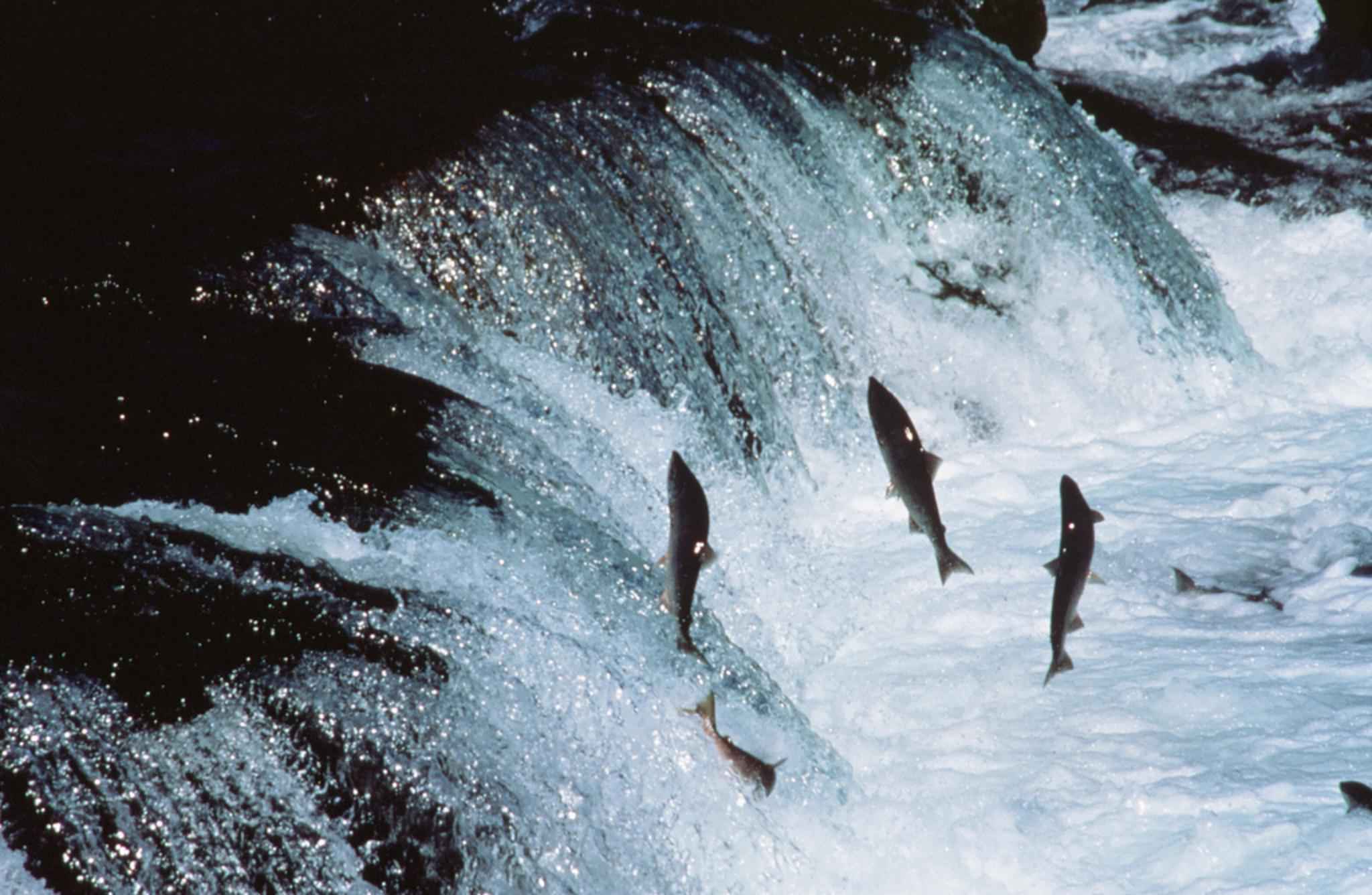 Salmon-vertical-jump