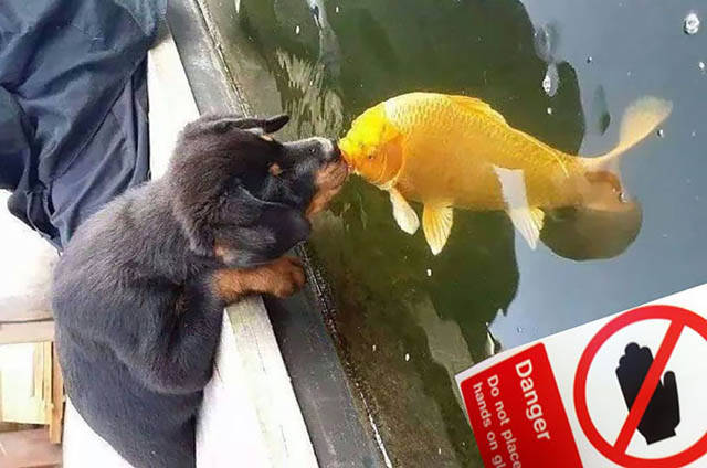 a_photo_of_puppy_kissing_a_koi_fish_has_started_funny_photoshop_battle_640_07