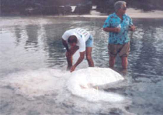 Thủy quái nổi tiếng Bermuda hóa ra là xác một chú cá heo bị bệnh