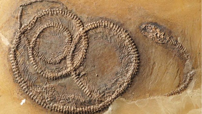 Mẫu hóa thạch được bảo quản gần như nguyên vẹn tại khu vực Hố Messel. (Ảnh: Dailymail)