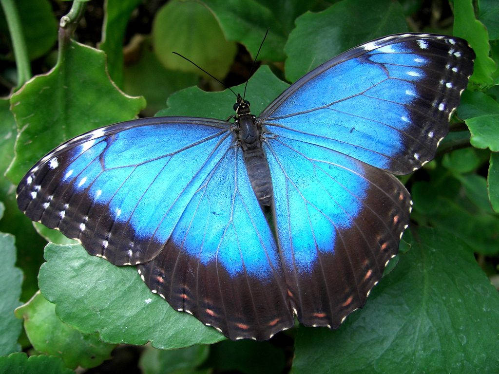 Chuyện lạ về loài bướm xanh, thế giới loài bướm