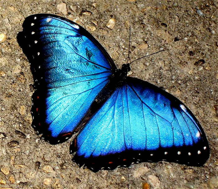 Chuyện lạ về loài bướm xanh, thế giới loài bướm