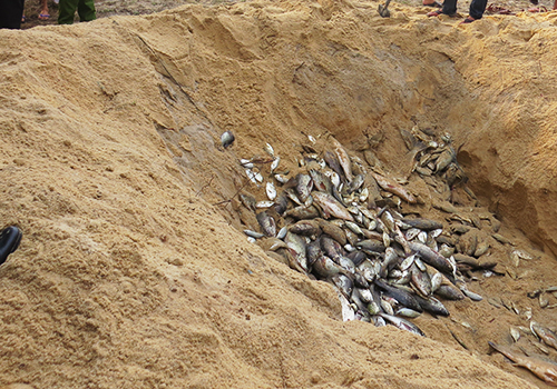 Nhiều tấn cá lồng và cá biển ở Huế tiếp tục chết.